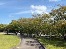 お散歩コースの木々が少し色づいてきました♪