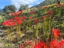 一乗谷朝倉氏遺跡のヒガンバナが見頃　庭園に秋の彩り！