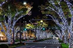 和歌山市のおすすめイルミネーション🌲✨