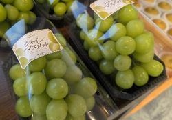 これでお土産も安心　房のままぶどうの鮮度を保つ裏技