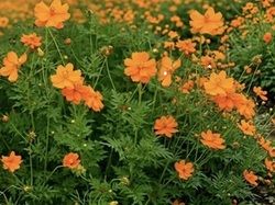 秋を代表する花コスモス