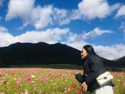 秋の蒜山を彩るコスモス