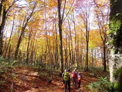 紅葉のブナ林ハイキング観察会