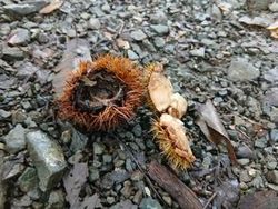 道端に秋のサイン