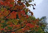 ブナと紅葉シーズン