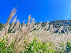 秋の奥大山へ。ふわふわ揺れるススキの絨毯を見に行きませんか？