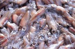 -福井の食文化を紐解く- 官能の食感｢若狭のアオリイカ｣