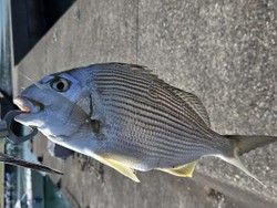 休暇村南紀勝浦周辺で釣りをしてみました！第３編（太地漁港）
