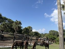 天然記念物「トカラ馬」