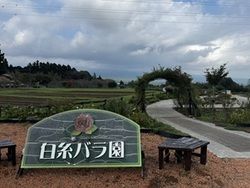 ❁今月中旬頃が見頃になりそうです❁