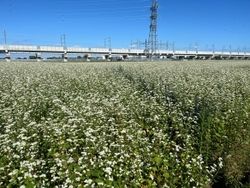 【福井の秋絶景】県内各地　ソバの花が見頃です