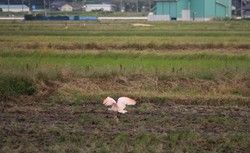 朗報！！羽咋の空の下、トキに遭遇しました♬