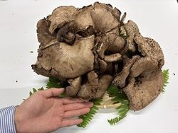 このキノコの名前は何でしょうか？