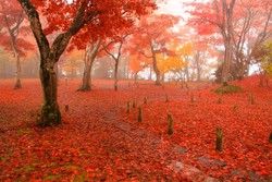 秋色に染まる長岡「もみじ園」🍁