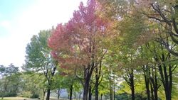 蒜山高原キャンプ場の紅葉始まりました。