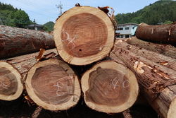 地元の材木”西川材”の林業の世界を覗いてみませんか？