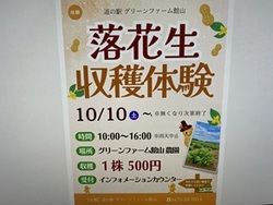 落花生収穫体験