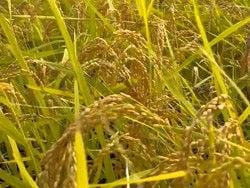【新連載】米作り始まる！！ 堀川の田植え日記🍚（最終回）