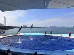 🐬 四国水族館でイルカのパフォーマンスを楽しみました♪