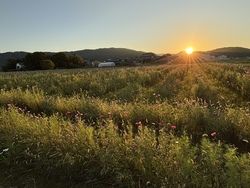 秋の花