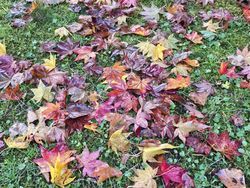 鹿沢園地内の紅葉情報🍂