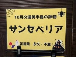 ～10月渥美半島の鉢物～