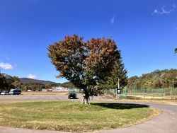 裏磐梯紅葉の目安「ハートの木」