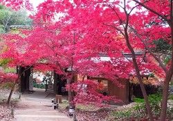 「近江の古社寺を名残紅葉と共に」バス旅★