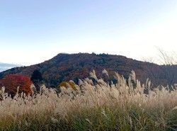 【秋情報】茶臼山高原ススキの迷路で大冒険！