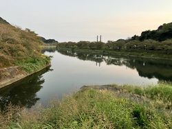 南伊豆・青野川で面白い物見つけました。