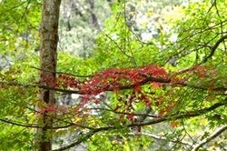 【帝釈峡紅葉情報2026】最新の紅葉状況をお届け！②