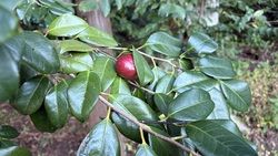 秋の森で見つけた、椿の実