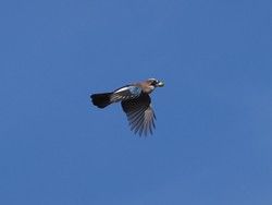 実りの秋、森のレストランに集まる鳥たち