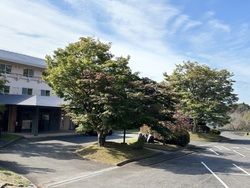【帝釈峡紅葉情報2026】最新の紅葉状況をお届け！⑥