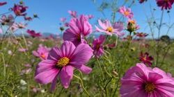 秋を彩る花々🌸宮ノ下コスモス公苑