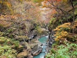 見頃は11月上旬♪