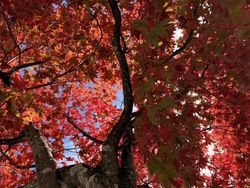 秋の訪れを感じる紅葉