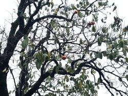 大きな柿の木