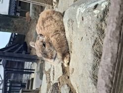 うさぎ🐰好きな人には持ってこい！～月うさぎの里～