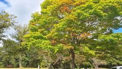 	【帝釈峡紅葉情報2026】最新の紅葉状況をお届け！⑦