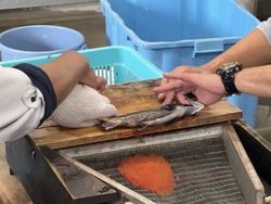 支笏湖チップと支笏湖の魅力✨