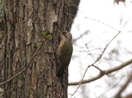 【休暇村の野鳥】森のドラマー、キツツキたち