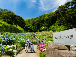 初夏の蒲郡形原温泉【あじさい】