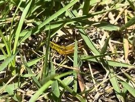 鳴き虫発見‼ ナキイナゴ