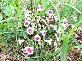 秋を彩る宝石がいっぱい