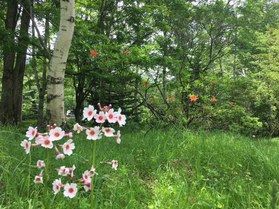 休暇村周辺を散策してきました
