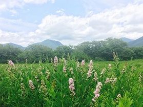 夏の戦場ヶ原を歩きましょう！～花のたより～