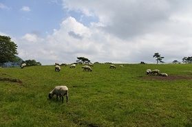 大笹牧場に行ってきました！