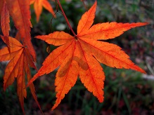 日光紅葉狩り計画を立てませんか?