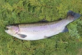 釣り人必見！！解禁期間は残り約1か月！！
